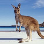 Australian Work Culture and Etiquette: Navigating the Professional Landscape as a New Immigrant